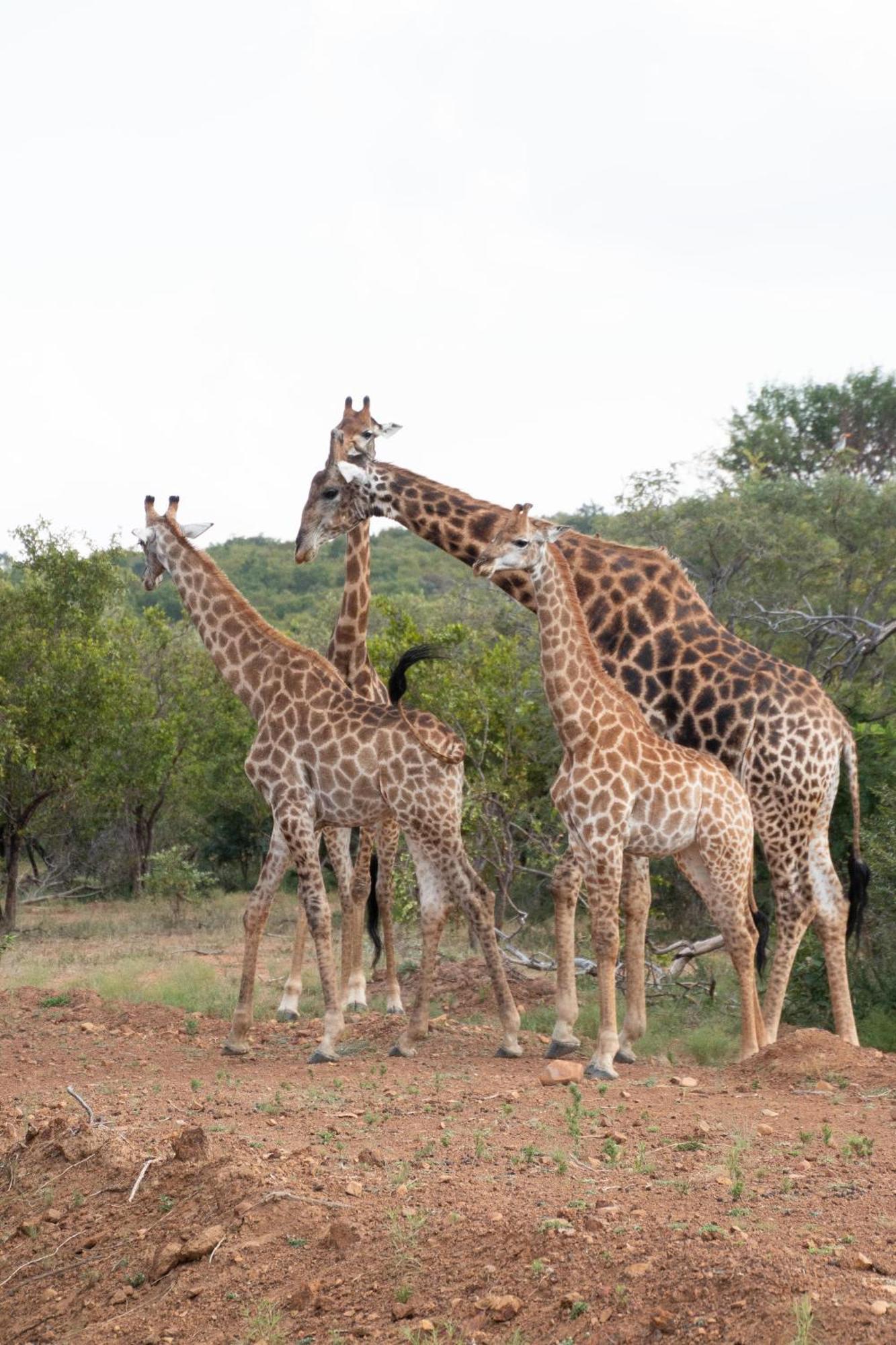 Mologa River Lodge Rust de Winter Luaran gambar